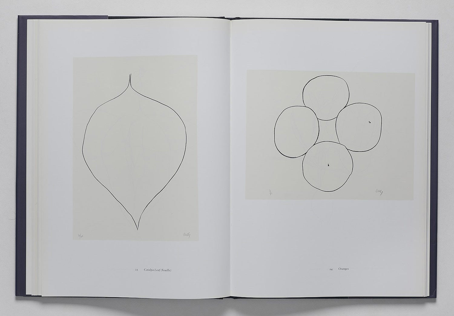 Book spread featuring two minimalist drawings of a leaf and four round fruits