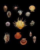 Shells, Sea Urchins, Coral