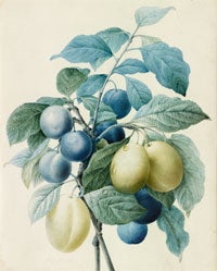 Pierre-Joseph Redouté (1759Ð1840), Plum Branches Intertwined, 1802–4, watercolor on vellum, 12 1/2 x 10 1/3 inches, The Frick Collection, bequest of Charles Ryskamp; photo: Michael Bodycomb