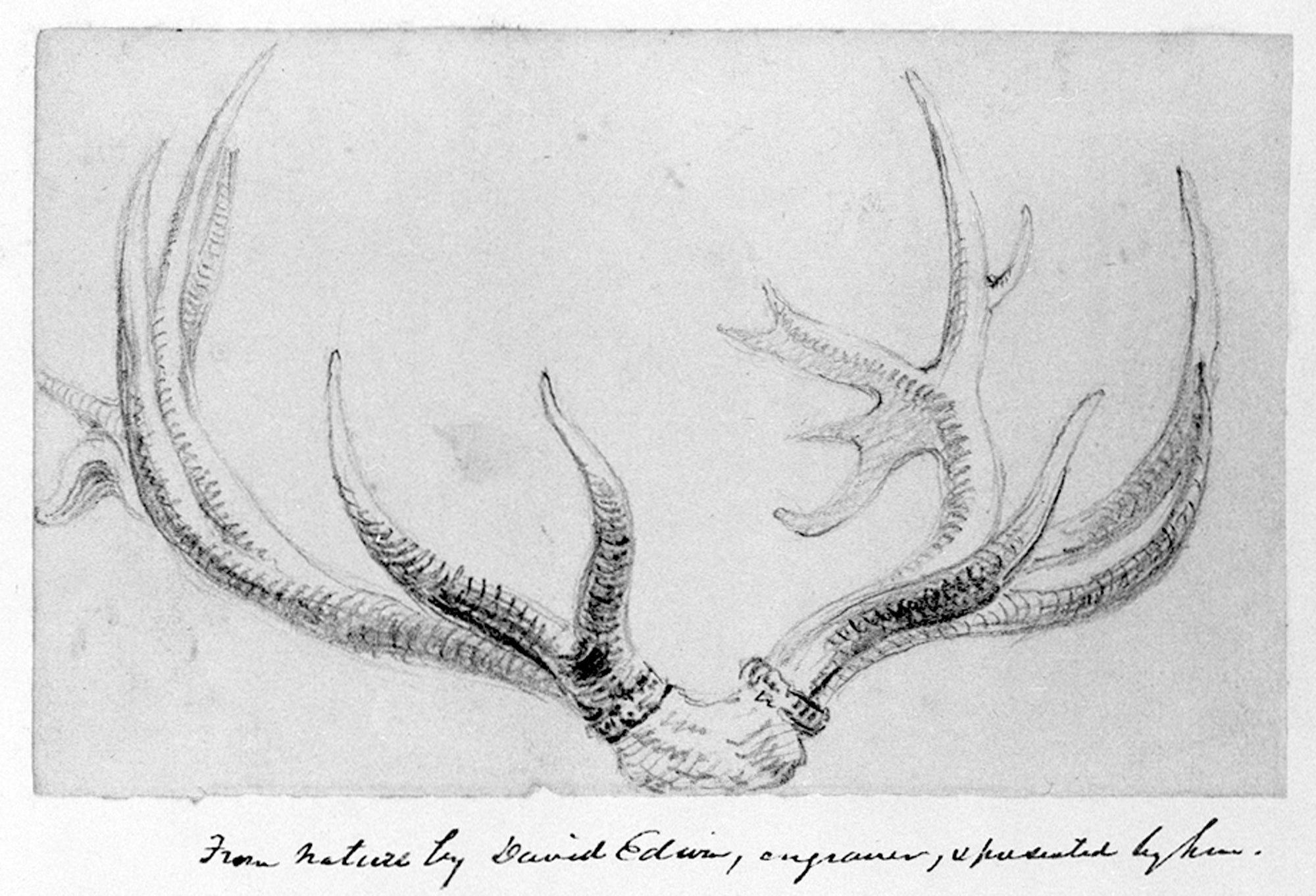 Sketch of deer antlers