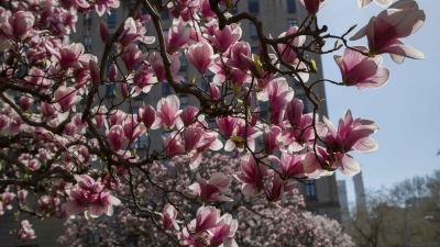 closeup of Magnolias at The Frick Collection