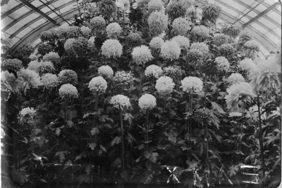 black and white photograph of a large mass of tall chrysanthemums growing in a greenhouse