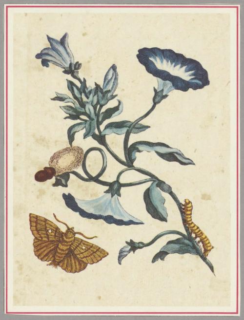 Botanical illustration of three blue flowers on a stem, a caterpillar, and a moth