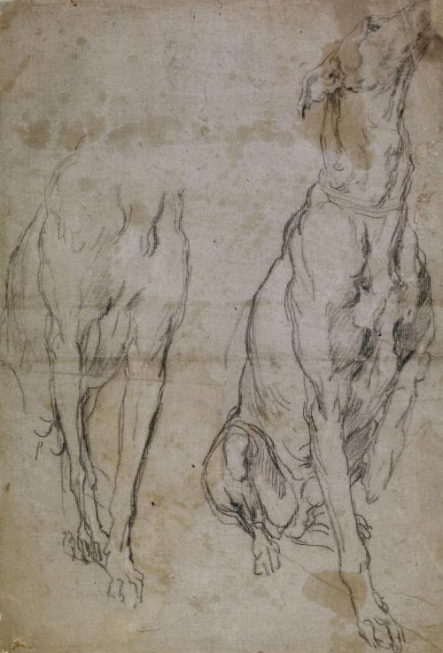 black chalk sketching of two greyhound dogs sitting, one without head