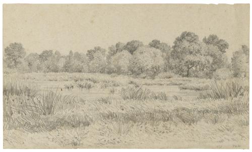 drawing of trees and pond