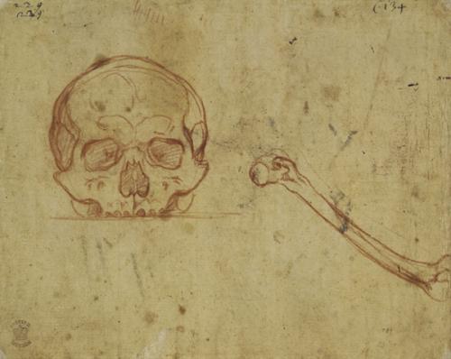 Drawing of a skull and bone