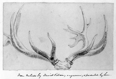 Sketch of deer antlers.