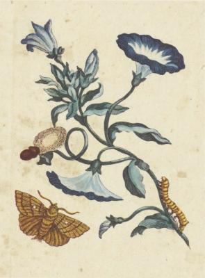 Botanical illustration of three blue flowers on a stem, a caterpillar, and a moth